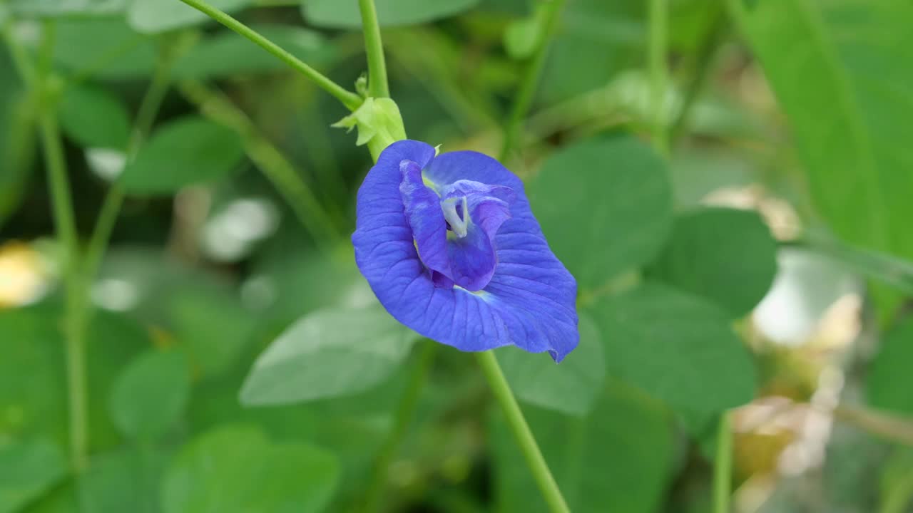 自然花园视频素材