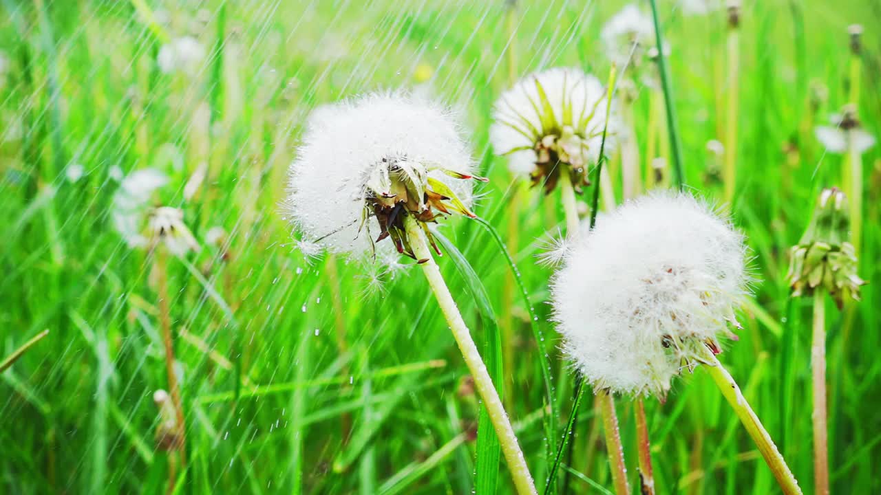 蒲公英在雨中，慢动作视频素材