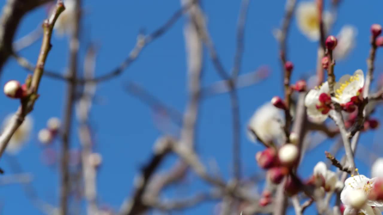 粉色的梅花。粉色的梅花盛开视频素材