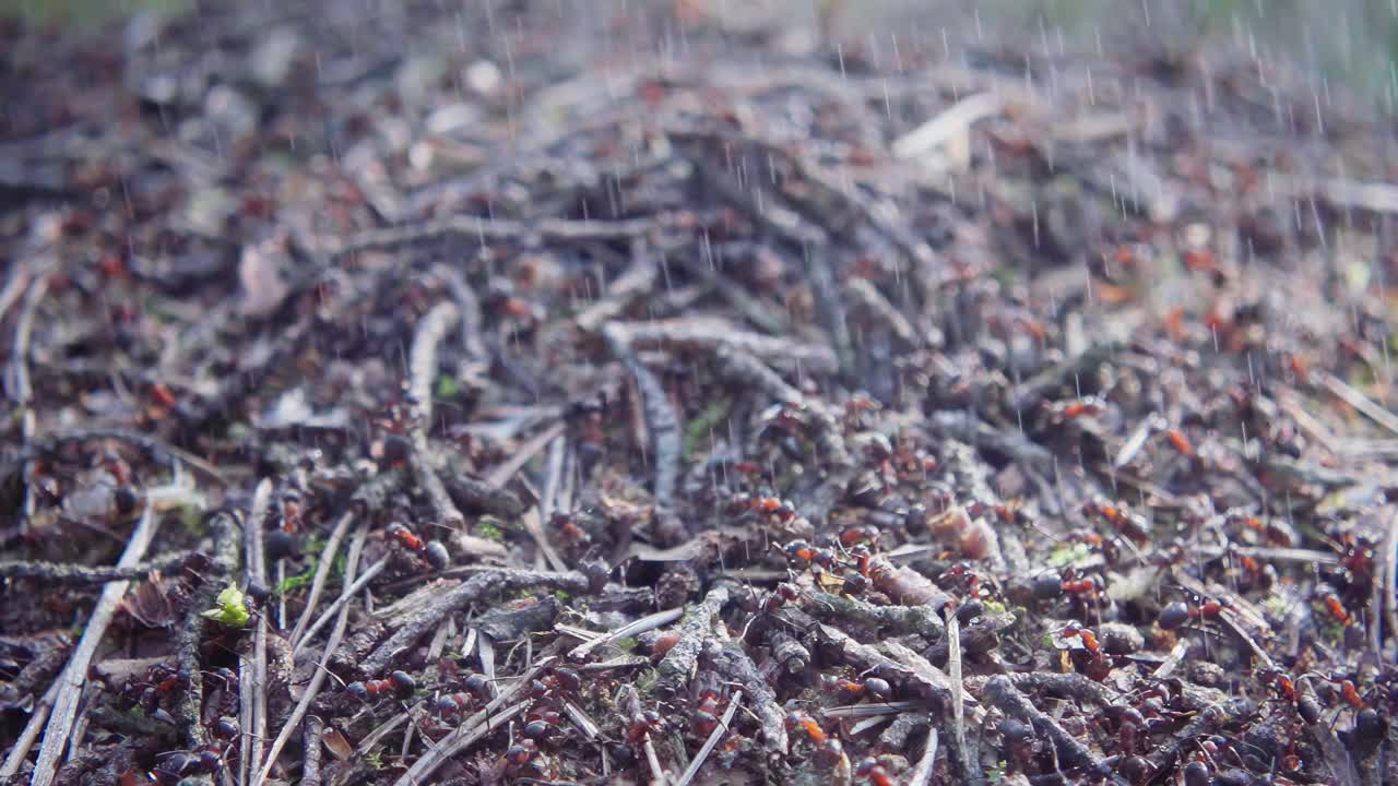 蚁丘在夏日的雨中，慢动作视频素材