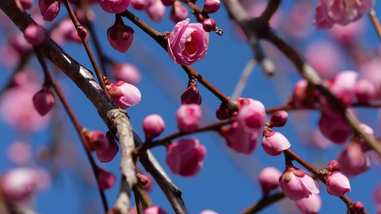 粉色的梅花绽放。粉色的梅花。视频素材