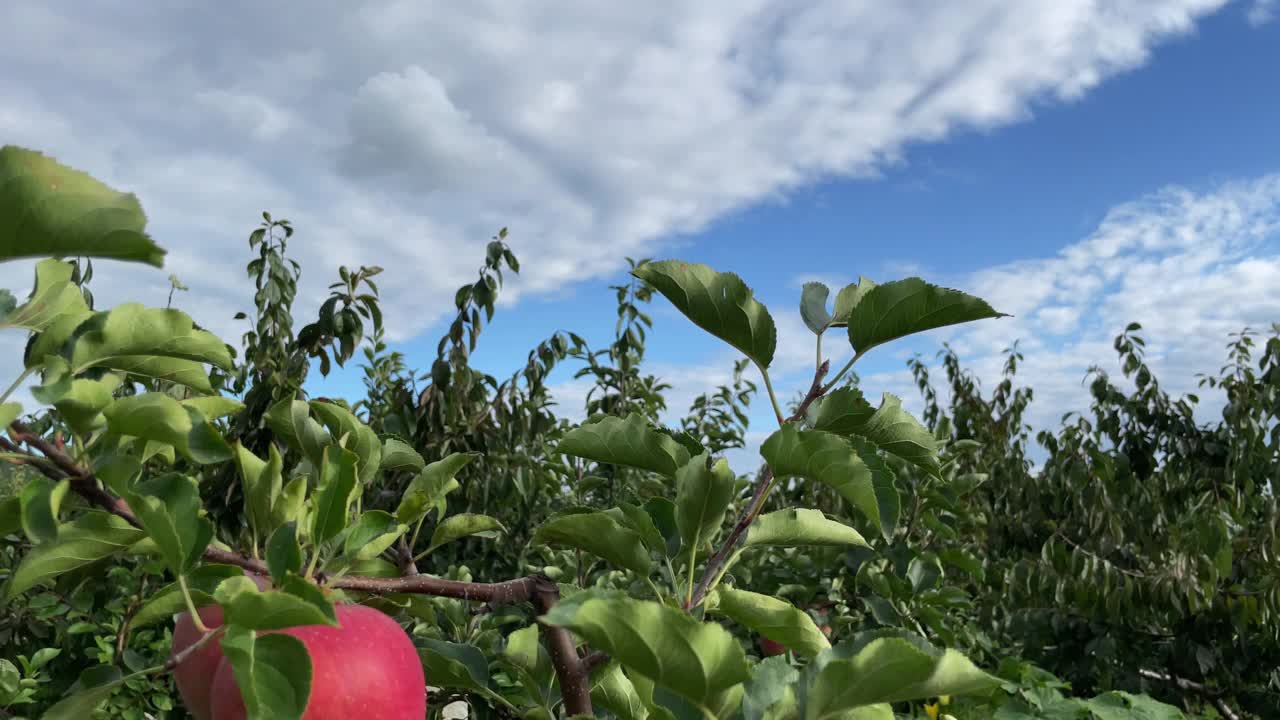 果园里的苹果树视频素材