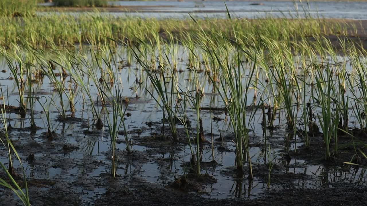 多风的波罗的海海岸线和芦苇、绿草和海藻的湿地视频素材