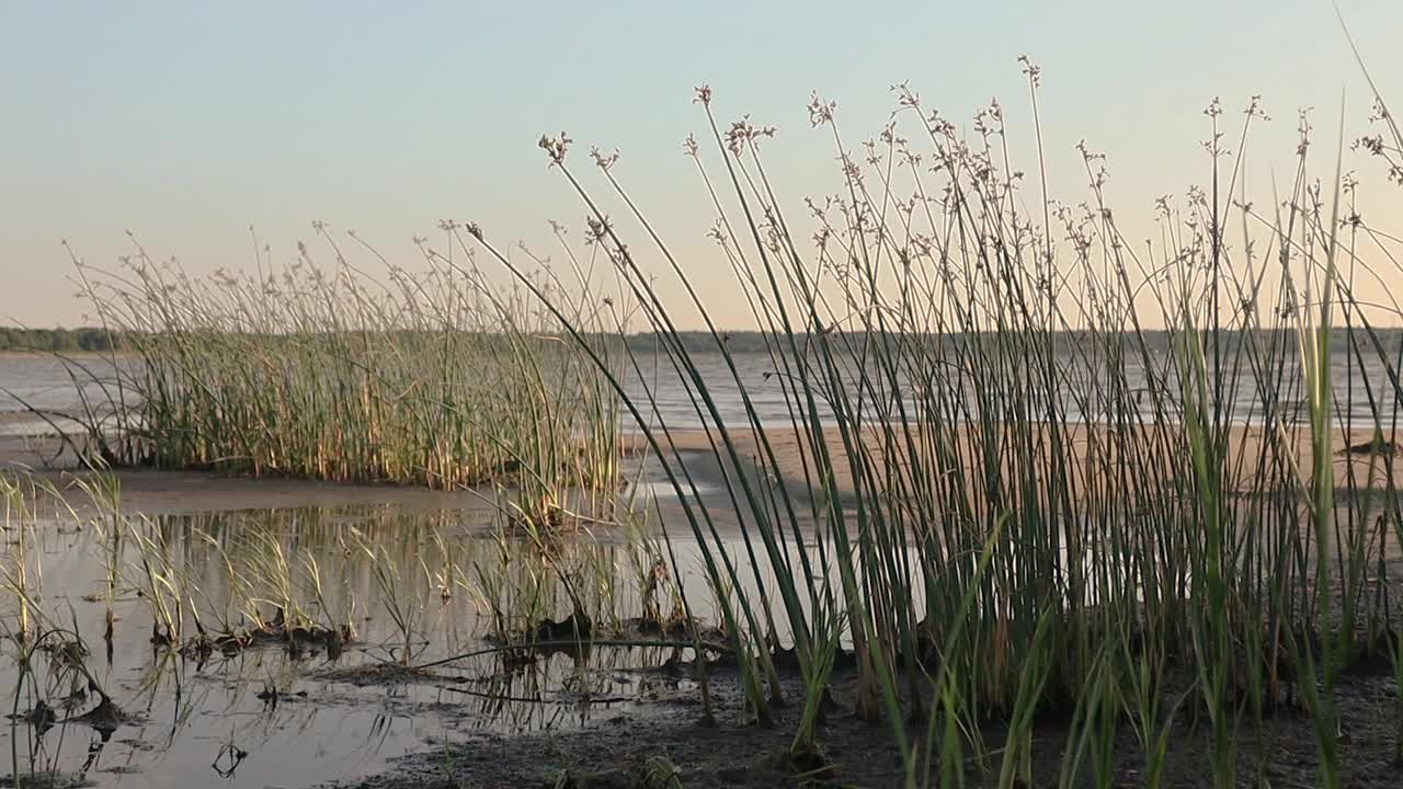 多风的波罗的海海岸线和日落时芦苇丛生的湿地视频素材