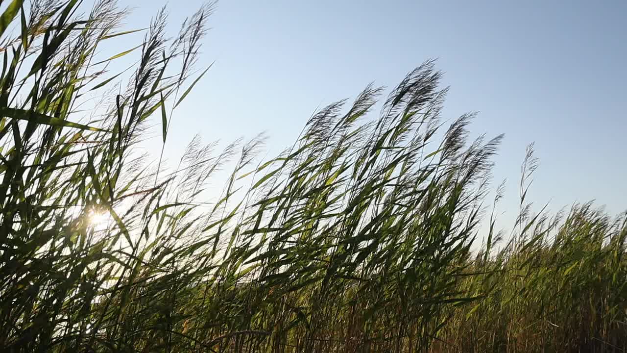 海滩上的芦苇和长长的绿草在风中摇曳视频素材