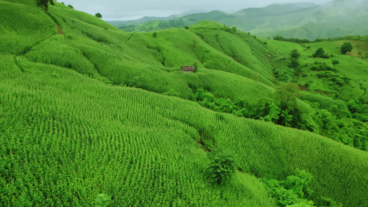 鸟瞰无人机拍摄的流动的雾波在山区热带雨林在晚上，鸟瞰图像在云上惊人的自然背景与云和山峰。视频素材