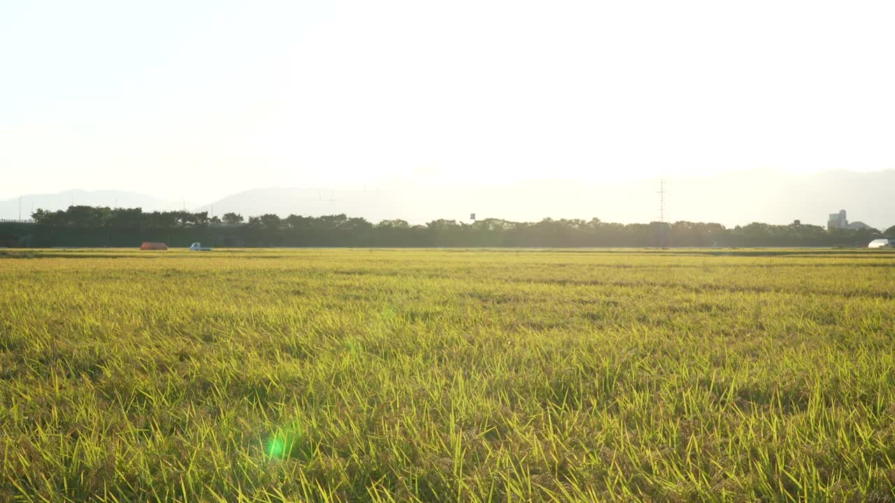 稻田里的水稻视频素材