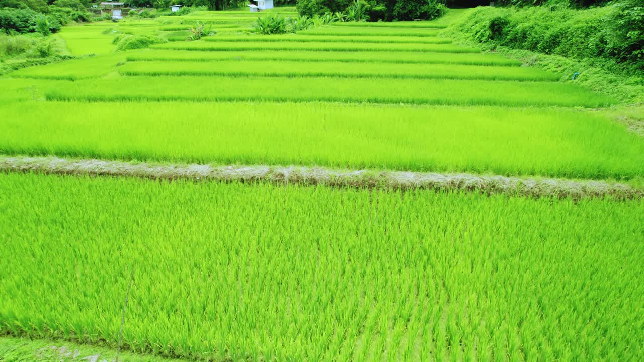 泰国田野的高角度视图。视频素材