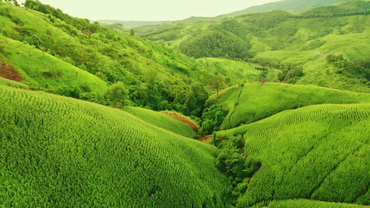 鸟瞰无人机拍摄的流动的雾波在山区热带雨林在晚上，鸟瞰图像在云上惊人的自然背景与云和山峰。视频素材