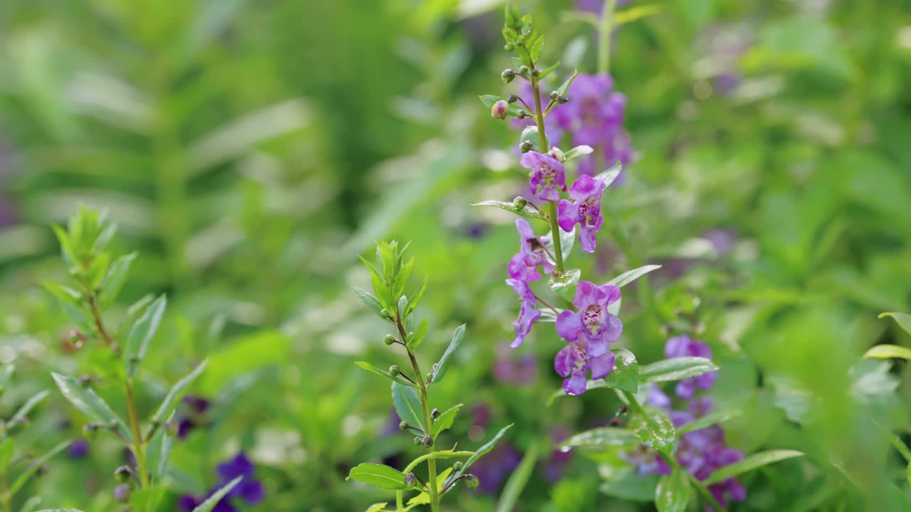 花园里盛开着三色紫罗兰色的花朵。视频素材