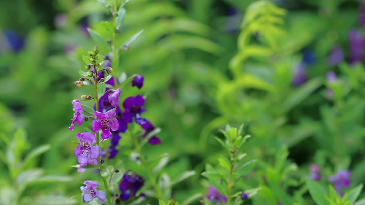 花园里盛开着三色紫罗兰色的花朵。视频素材