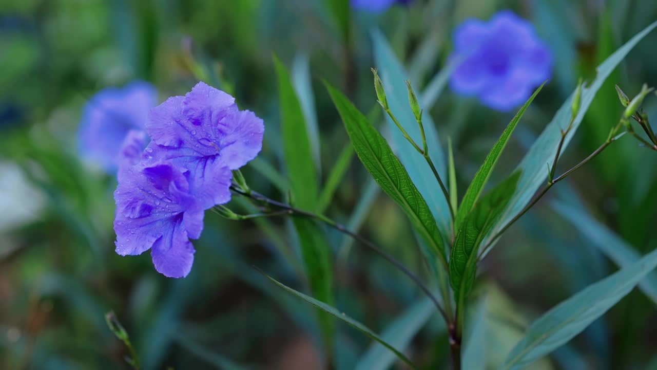 花园里盛开着三色紫罗兰色的花朵。视频素材