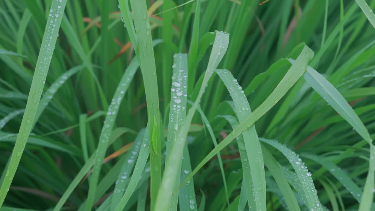 绿草和晨露视频素材