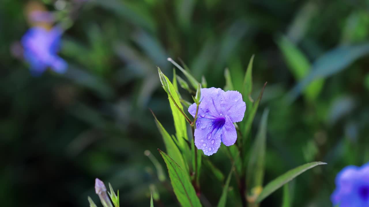 花园里盛开着三色紫罗兰色的花朵。视频素材