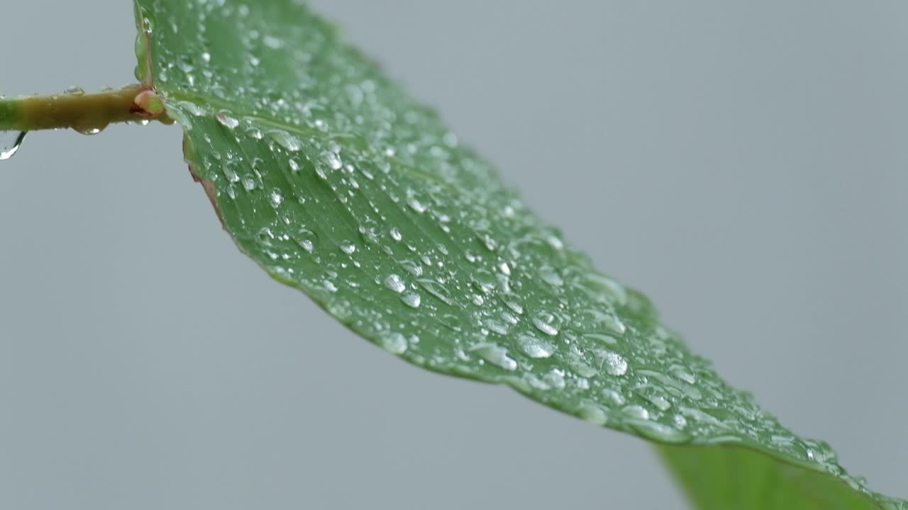 潮湿的绿叶上有雨滴和露珠在雨中飘动。视频素材