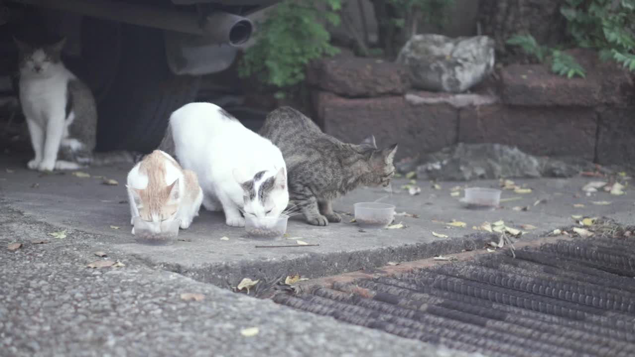 猫在街上吃碗里的饲料视频素材