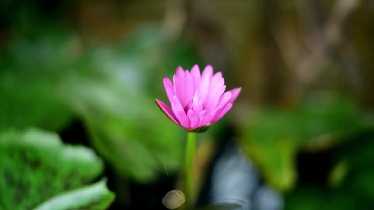 时间流逝视频剪辑粉色莲花盛开视频素材