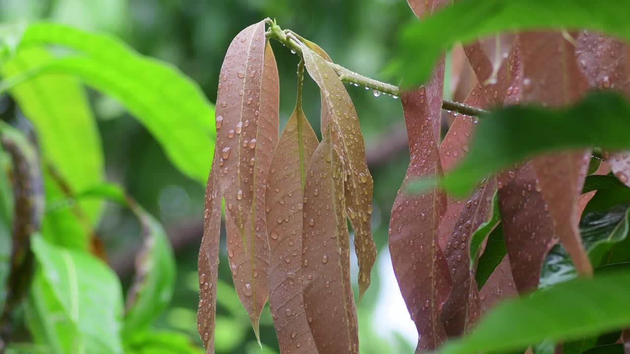 雨季，雨滴落在树叶上视频素材