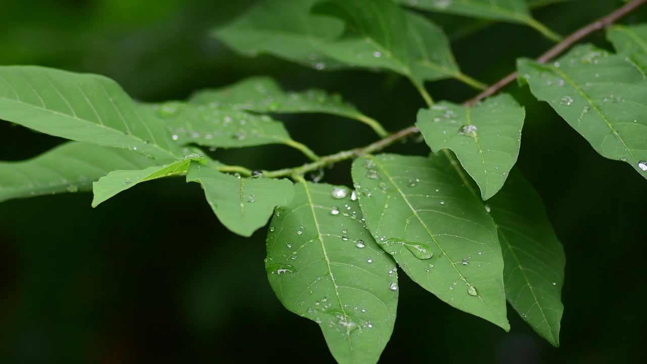 叶子上的水滴视频素材