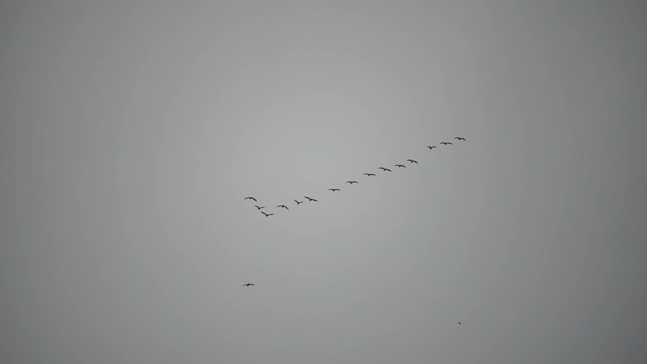 雨后，一群或一群候鸟在多云的天空下，沿着海岸飞过大海。慢动作视频素材