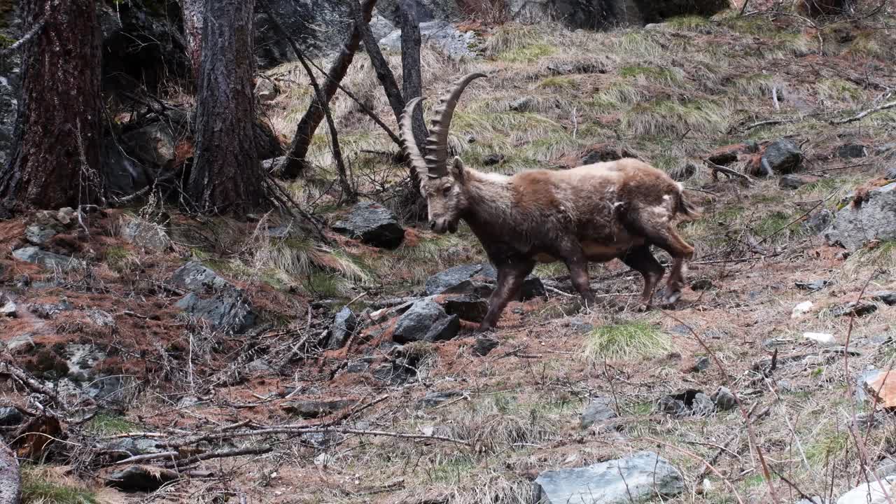 大天堂国家公园的雄性山羊肖像 (Capra ibex)视频素材