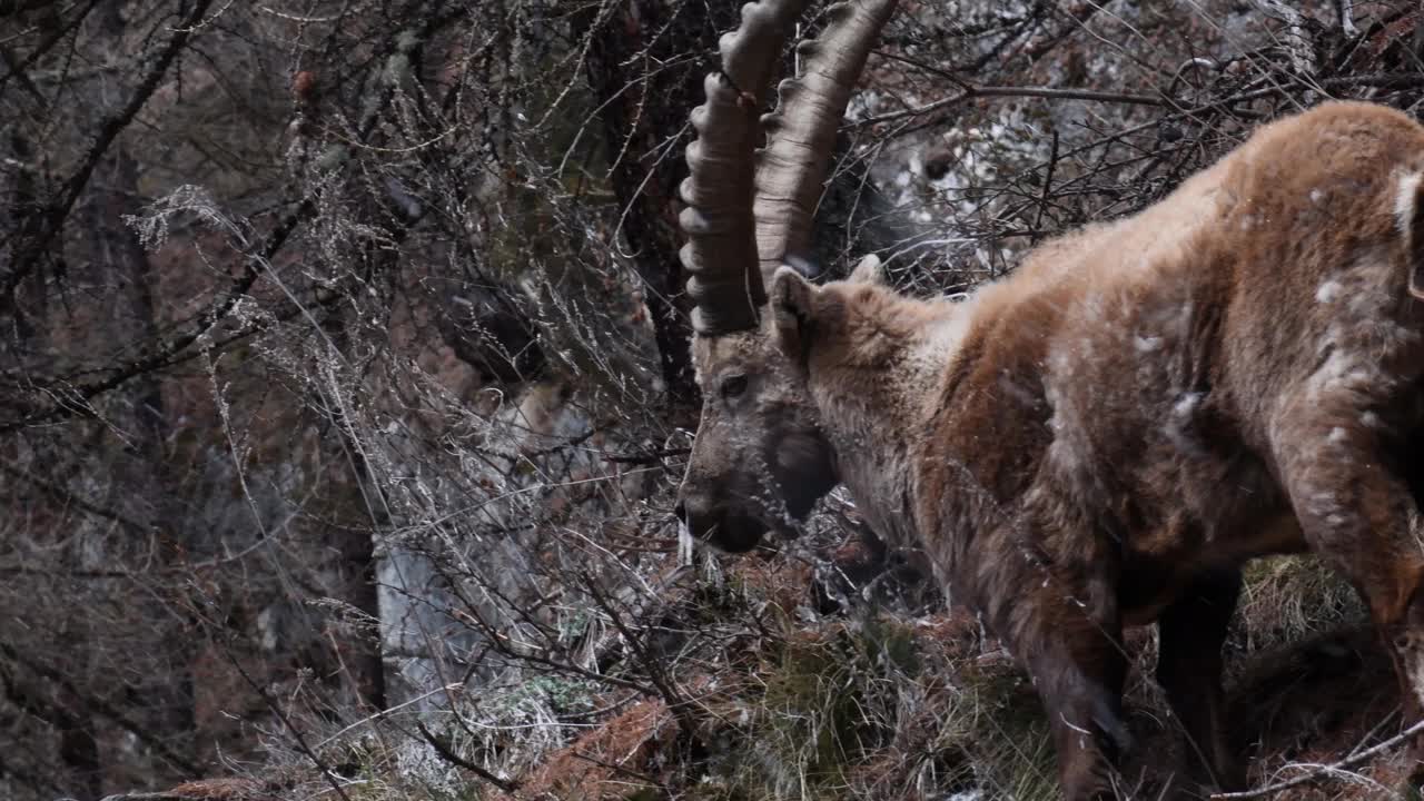 大天堂国家公园的雄性山羊肖像 (Capra ibex)视频素材