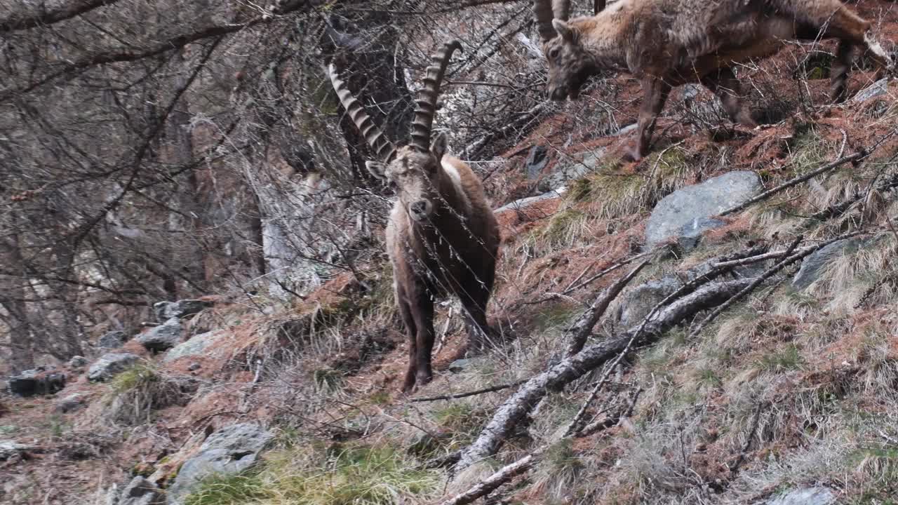 大天堂国家公园的雄性山羊肖像 (Capra ibex)视频素材