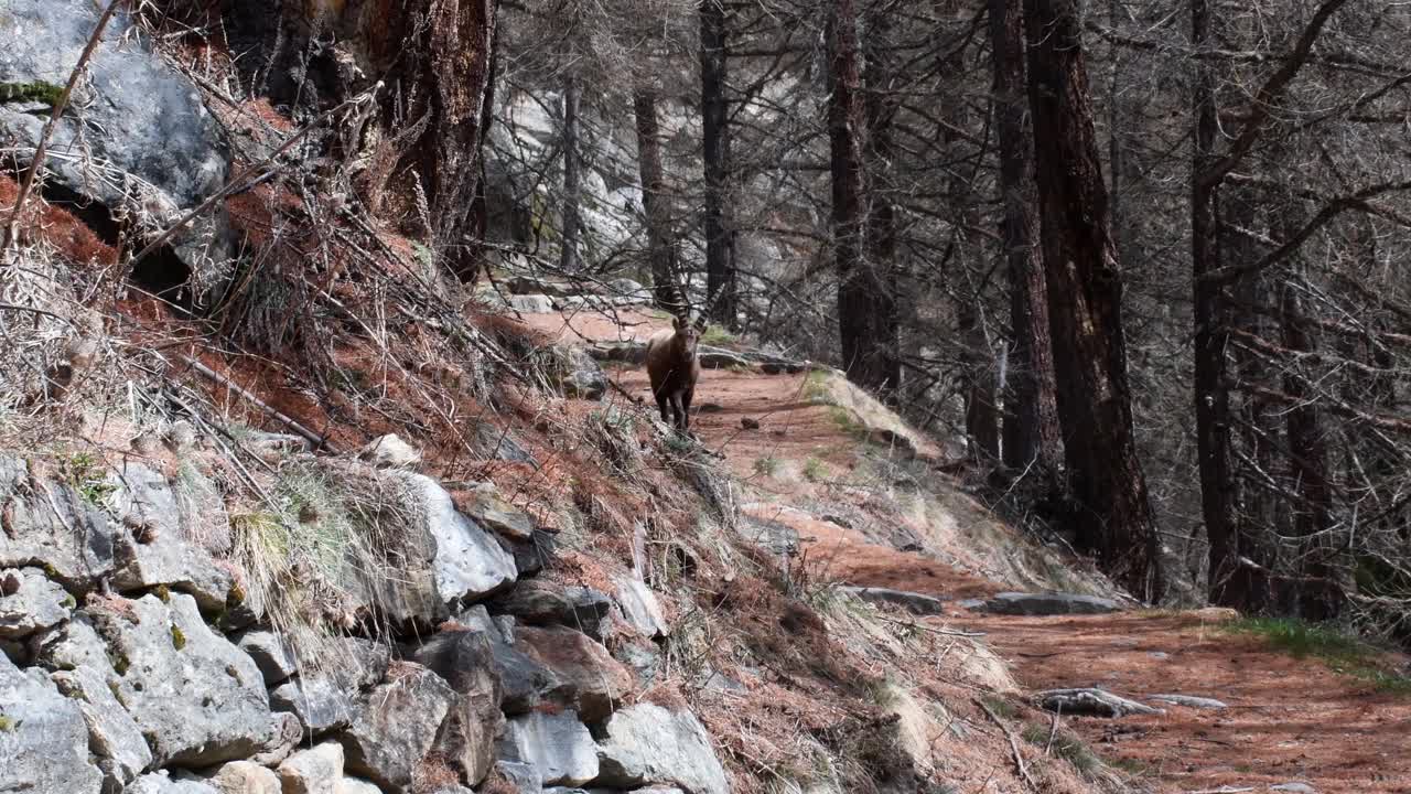 大天堂国家公园的雄性山羊肖像 (Capra ibex)视频素材