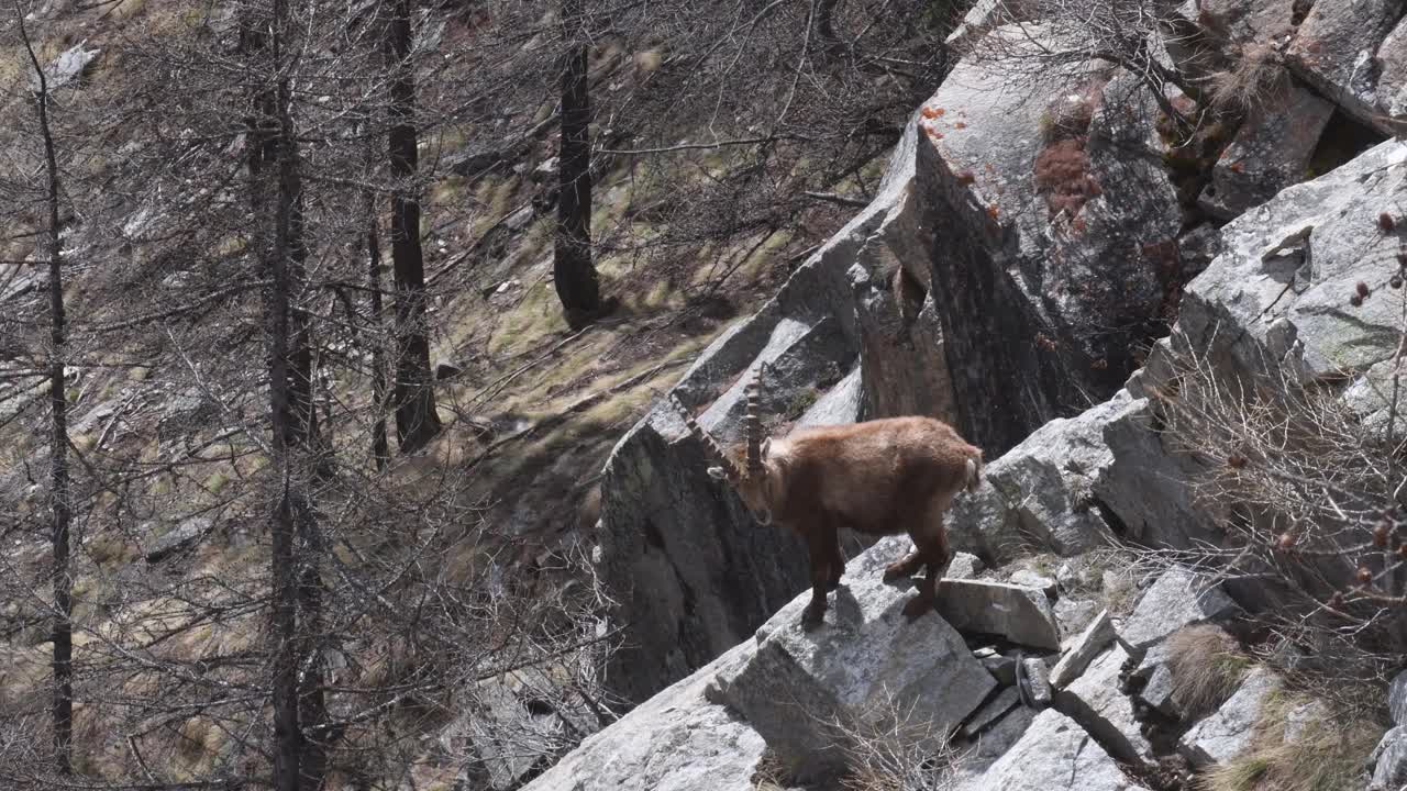 大天堂国家公园的雄性山羊肖像 (Capra ibex)视频素材