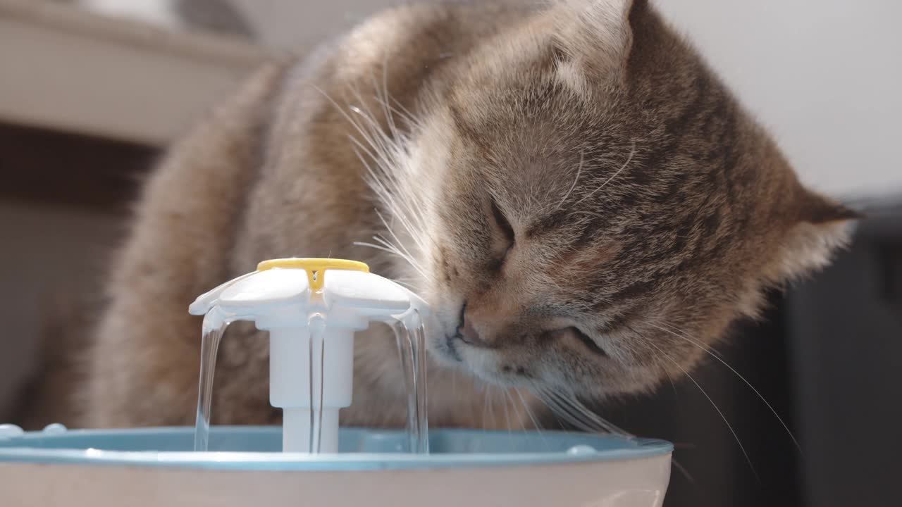 从宠物饮水器喝水的猫。视频素材