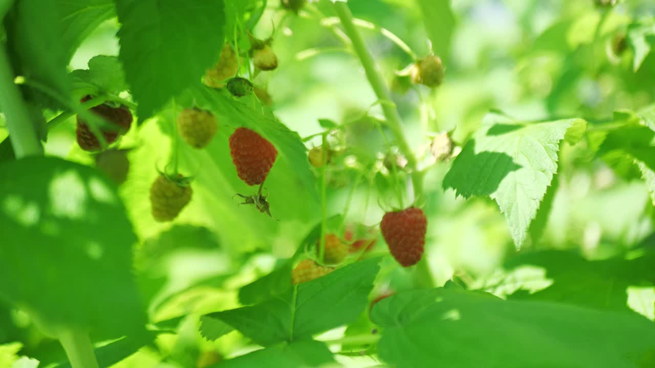 覆盆子种植园，覆盆子长在有叶子的树枝上视频素材