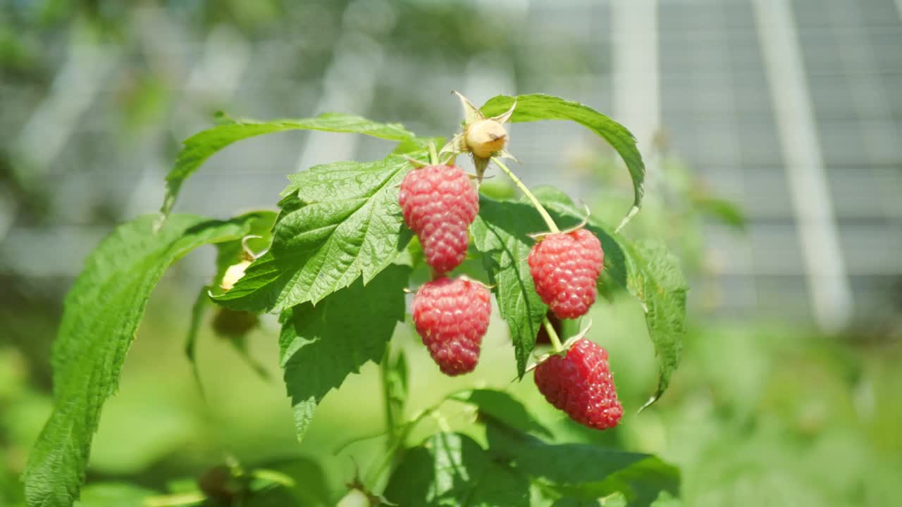 风吹动树枝上的树莓视频素材