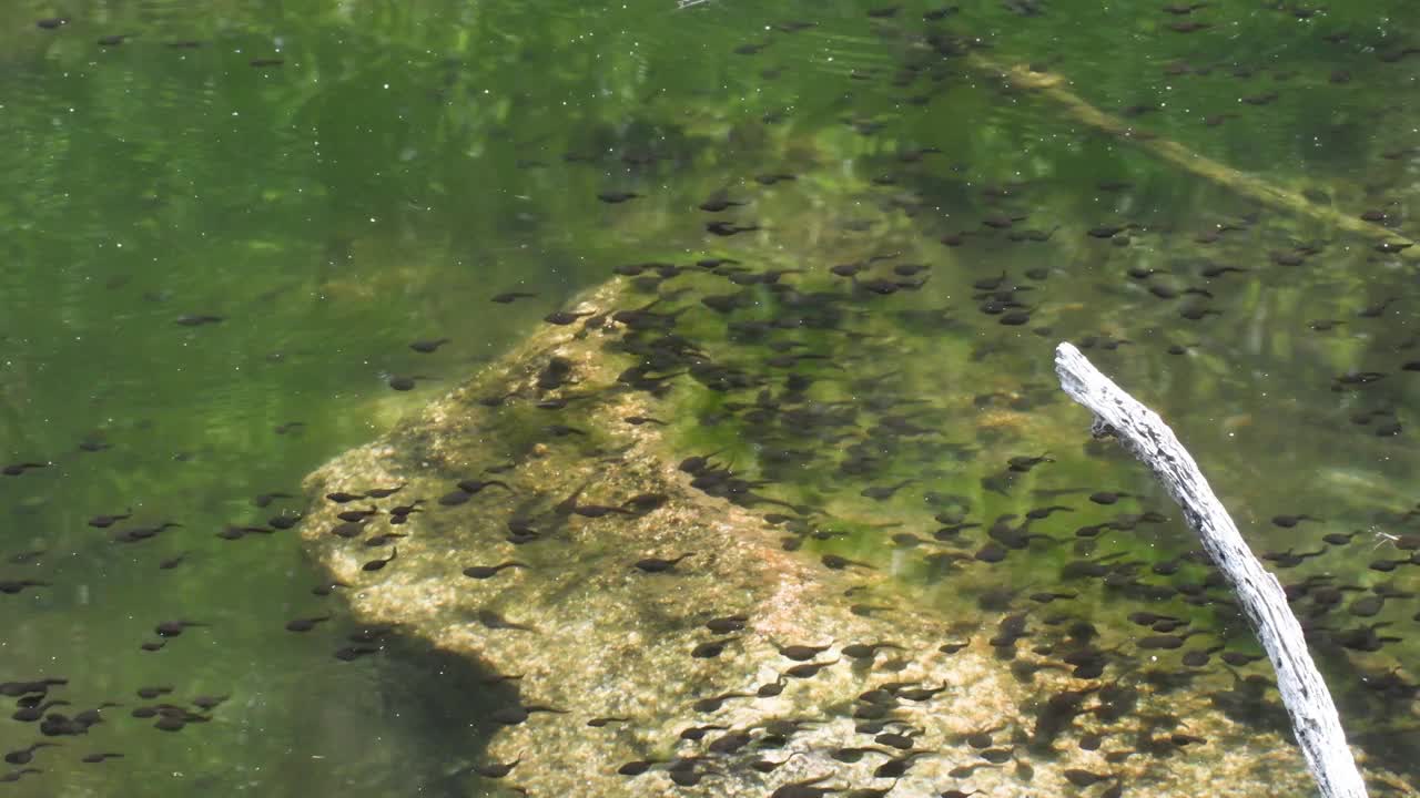 一群蟾蜍蝌蚪在池塘里游泳视频素材