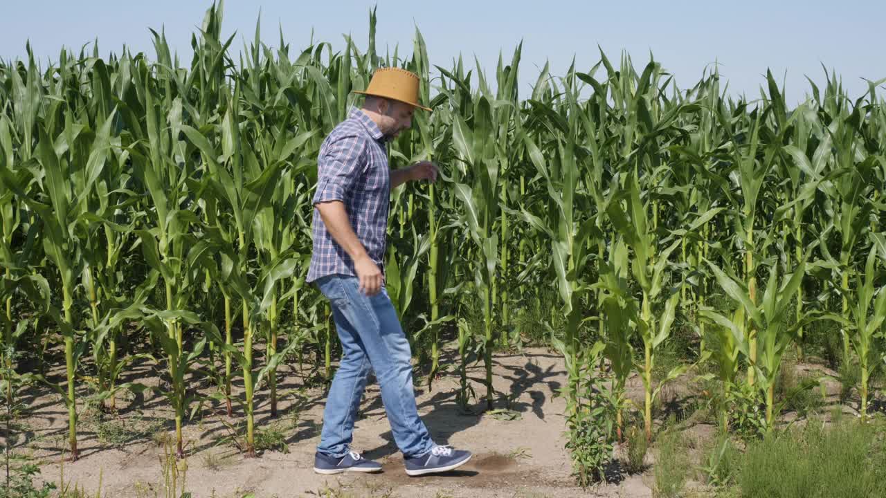 快乐的男农民在玉米地里跳舞享受。男工人庆祝有趣的病毒式舞蹈自由。兴奋庆祝成功，成就舞蹈。创造性的人成功的快乐的快乐的快乐的。视频素材