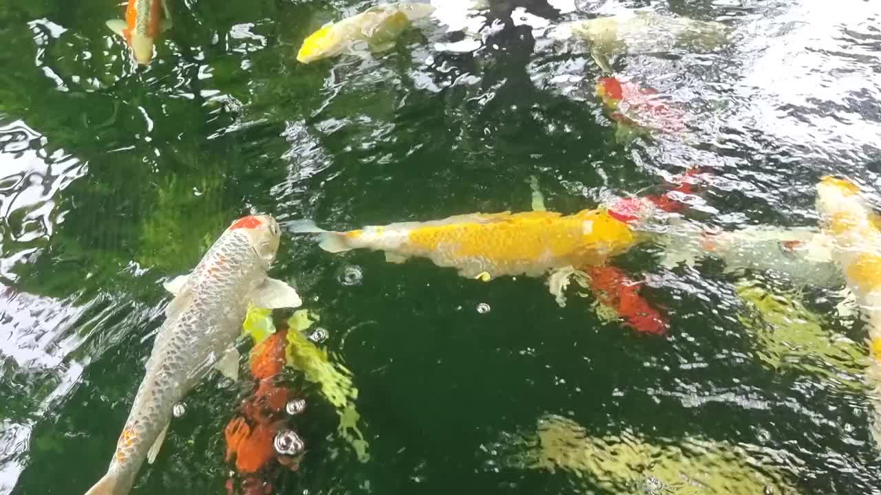 色彩鲜艳的锦鲤在池塘里游泳视频素材