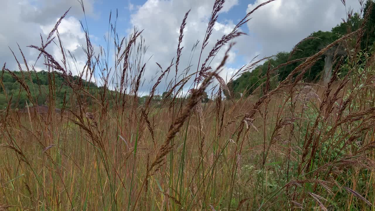 匹兹堡北部公园的高大草原草视频素材