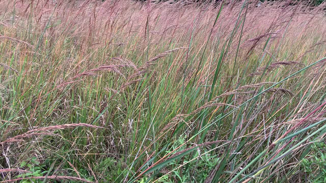 匹兹堡北部公园的高大草原草视频素材