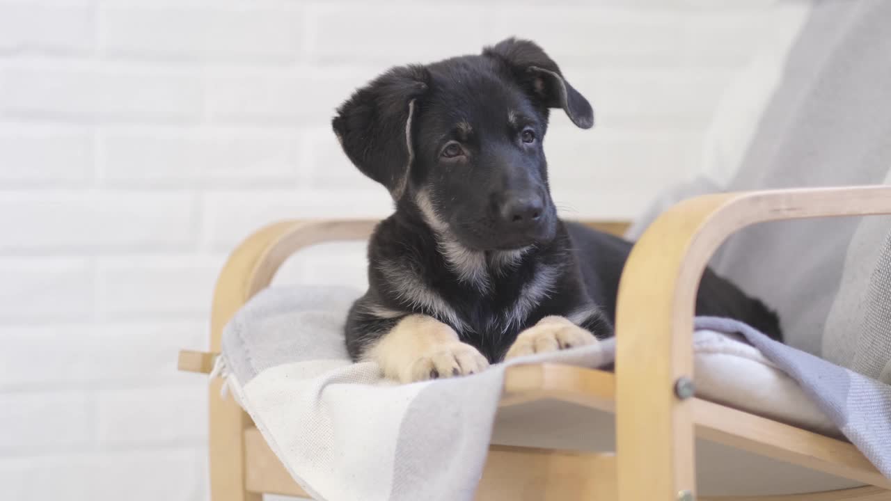 可爱的德国牧羊犬小狗躺在家里的椅子上等着可爱的朋友主人视频素材