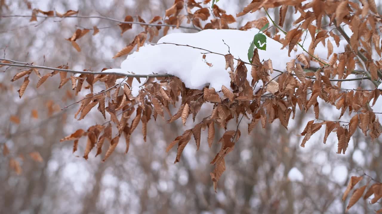 缓慢的年检。雪花飘落到五彩缤纷的秋叶上视频素材