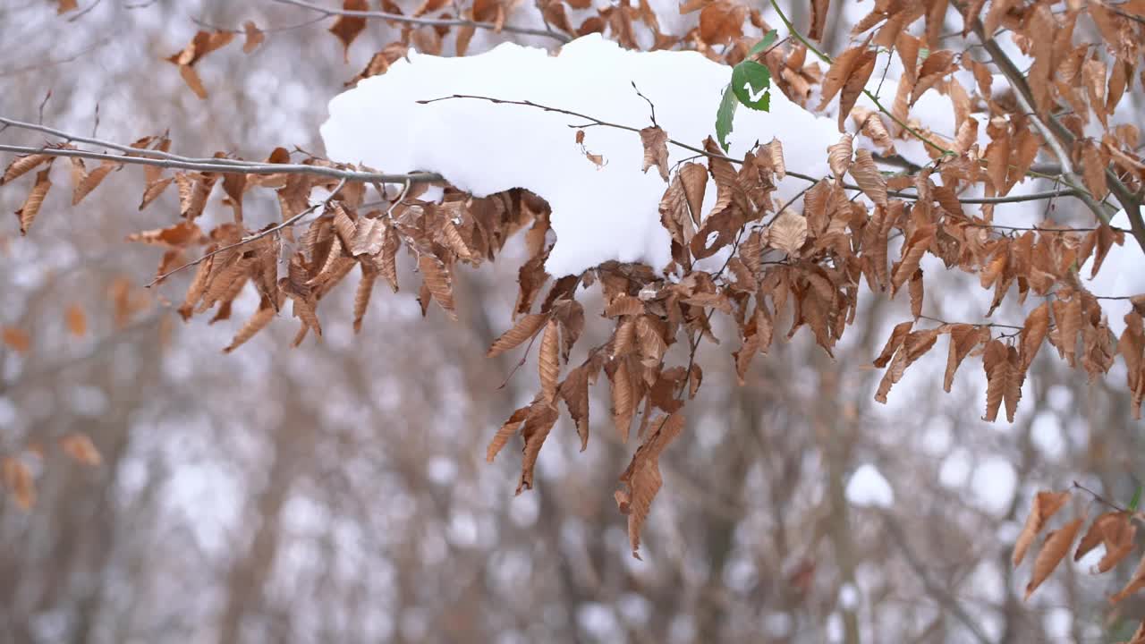 缓慢的年检。雪花飘落到五彩缤纷的秋叶上视频素材