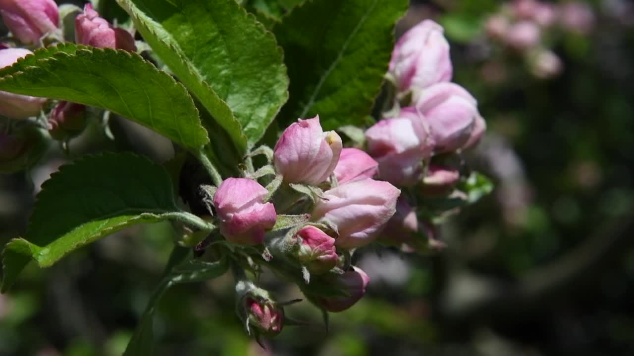 苹果树上的花视频素材