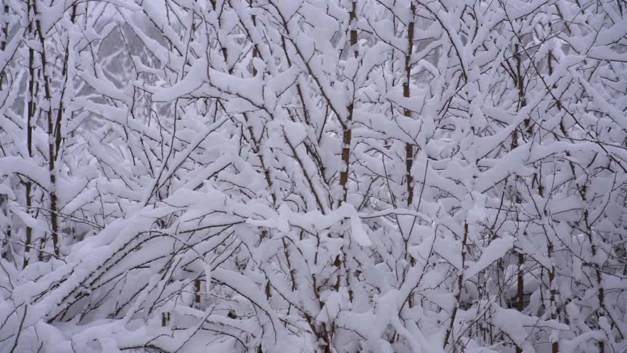 慢句:森林里的树被雪覆盖着视频素材