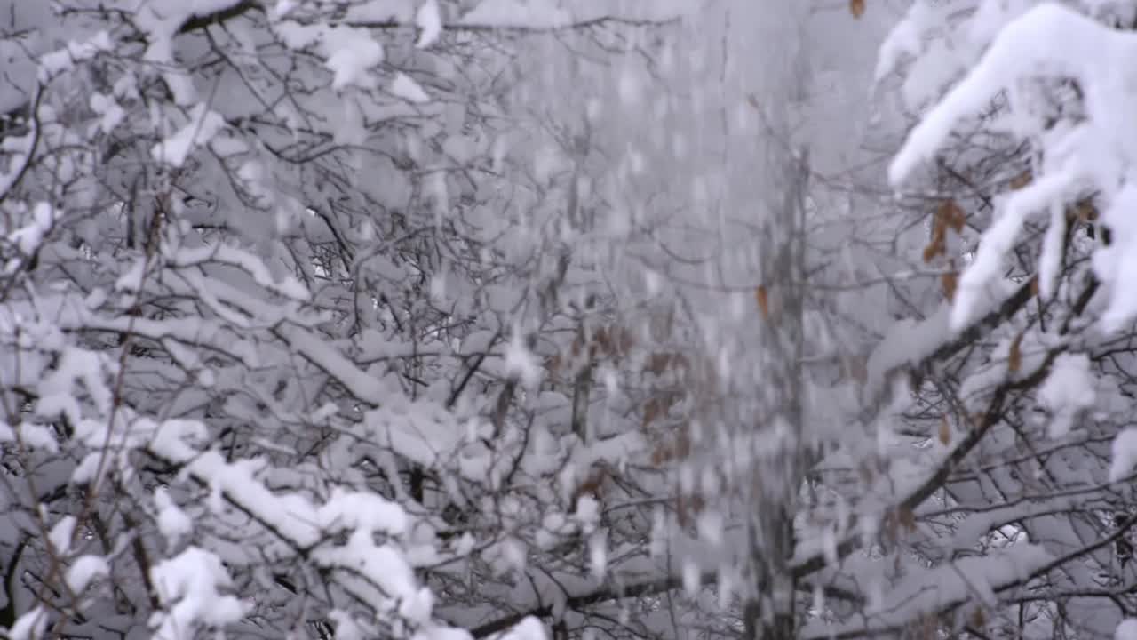 慢句:雪从树枝上飘落，视频素材