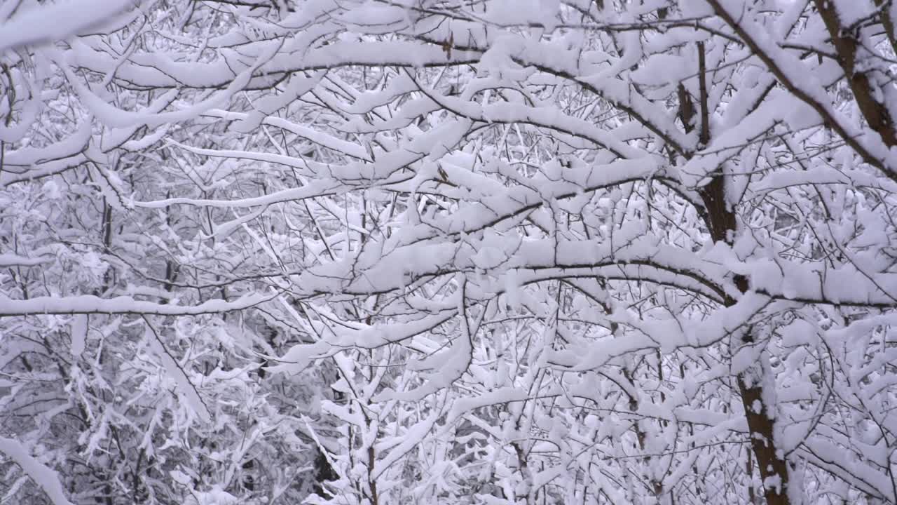 慢句:雪从树枝上飘落，视频素材