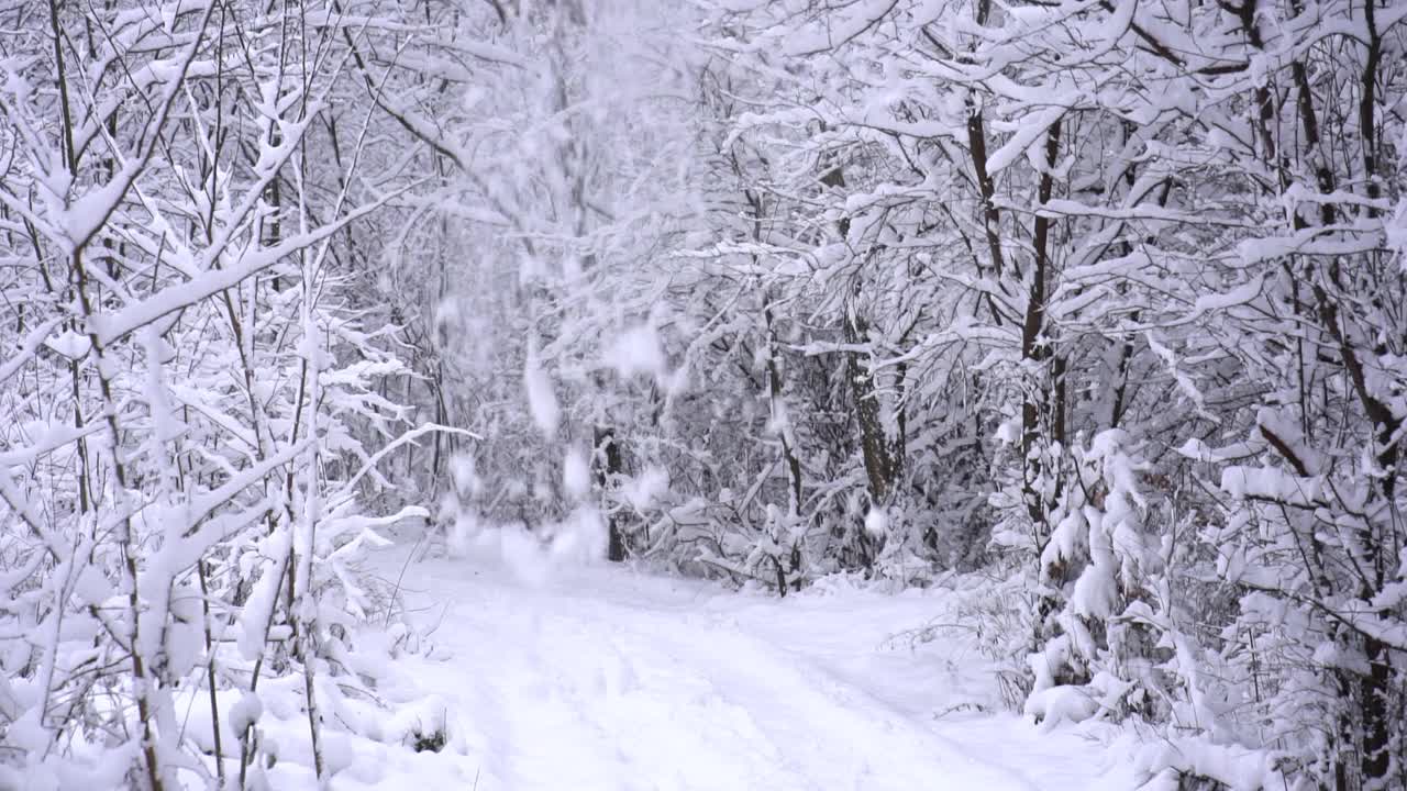 慢句:雪从树枝上飘落，视频素材