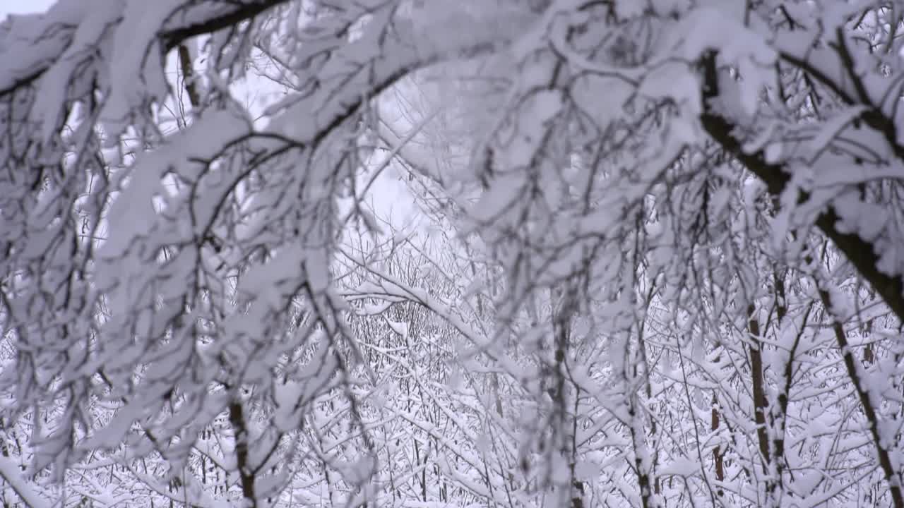 慢句:雪从树枝上飘落，视频素材