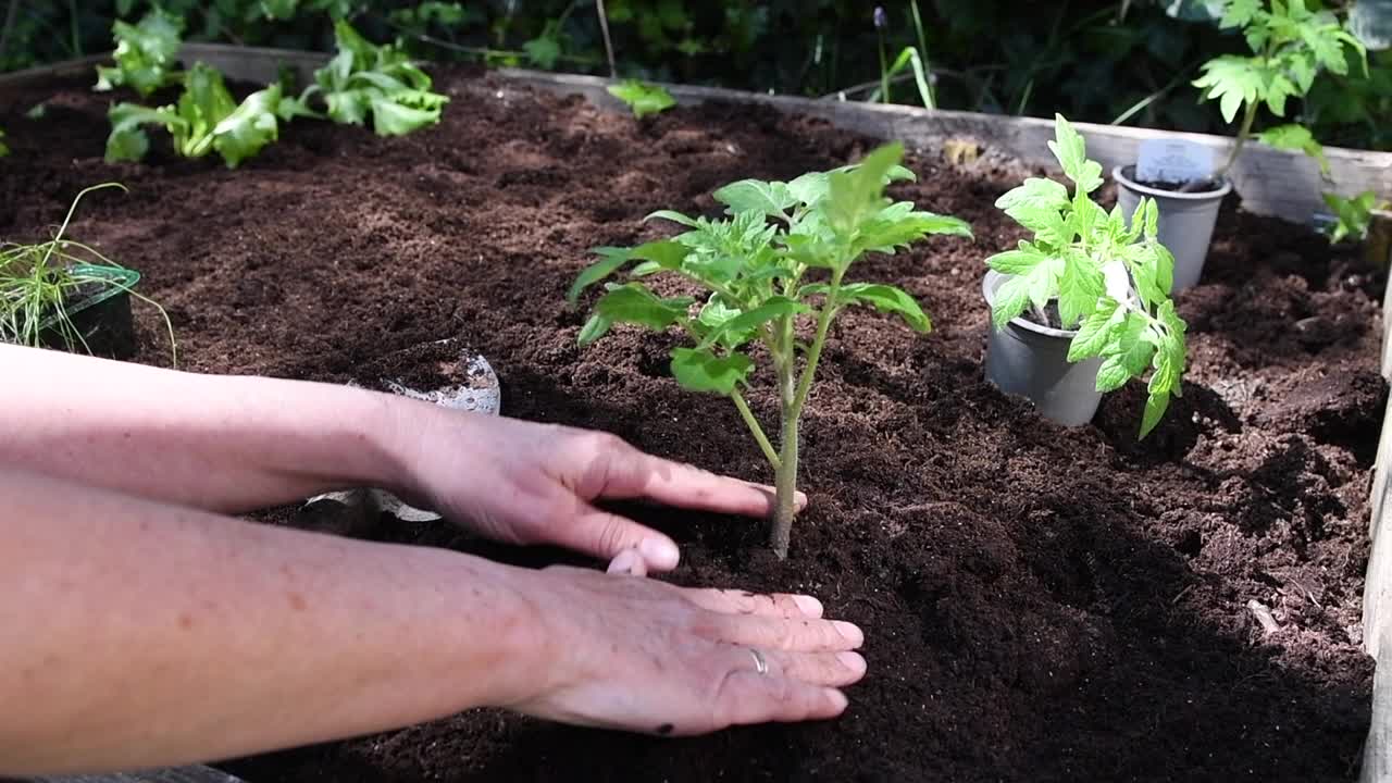 种植番茄的女人视频素材