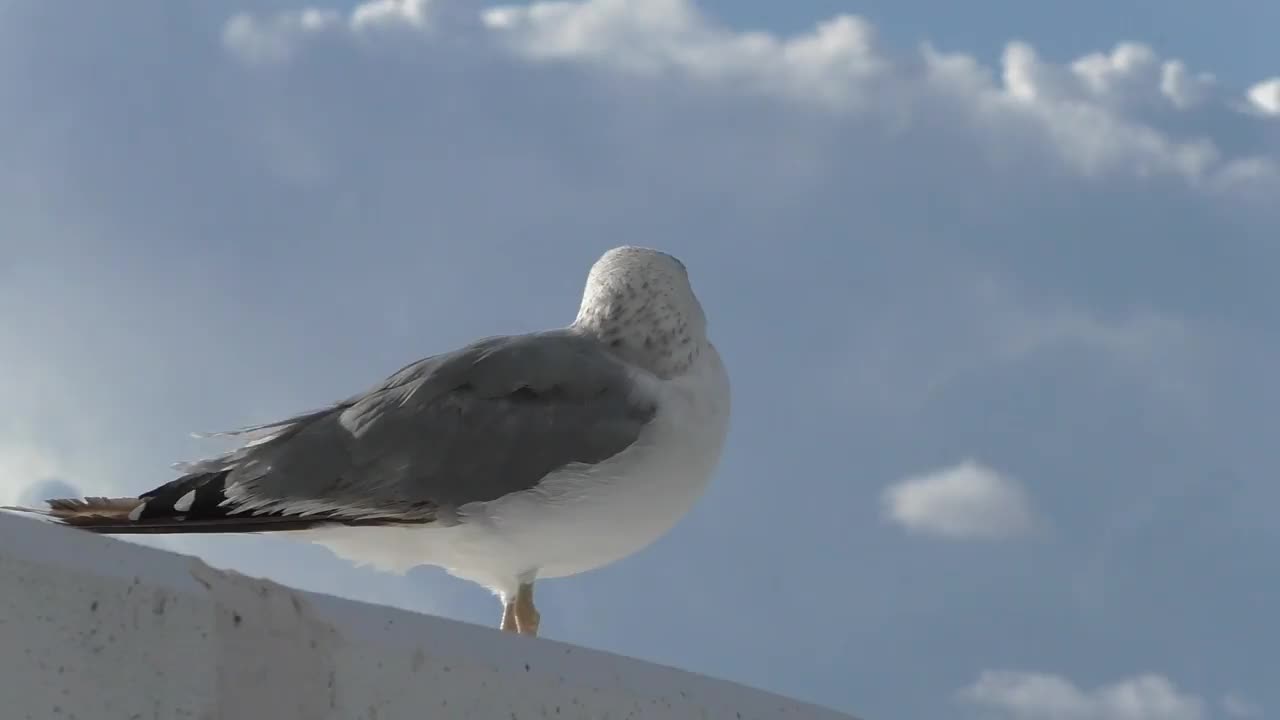 草原鸥或草原鸥。大羚羊(Larus cachinans)是一种大型的羚羊，主要在俄罗斯和乌克兰的黑海和里海附近地区繁殖。海浪和海风的声音。视频素材