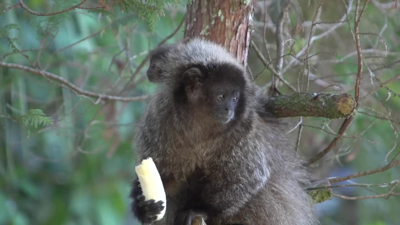 巴西森林里的小猴子视频素材