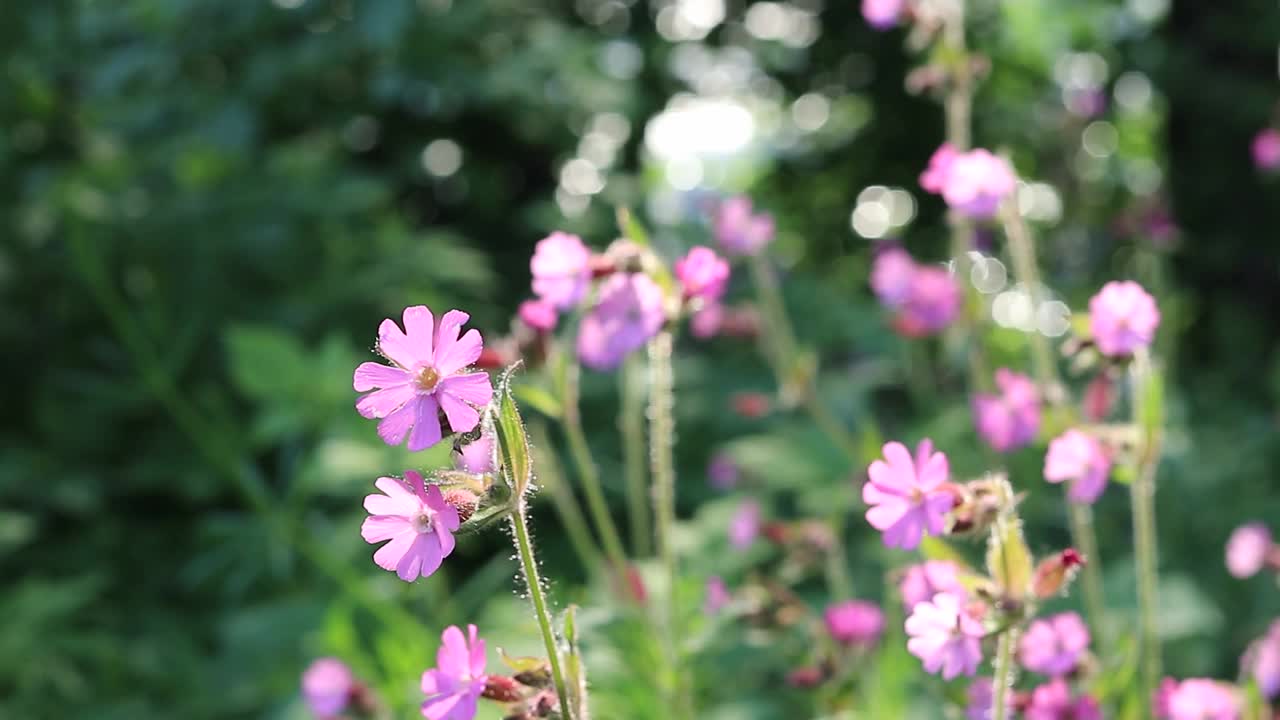 河滨上鲜艳的紫色花朵视频素材